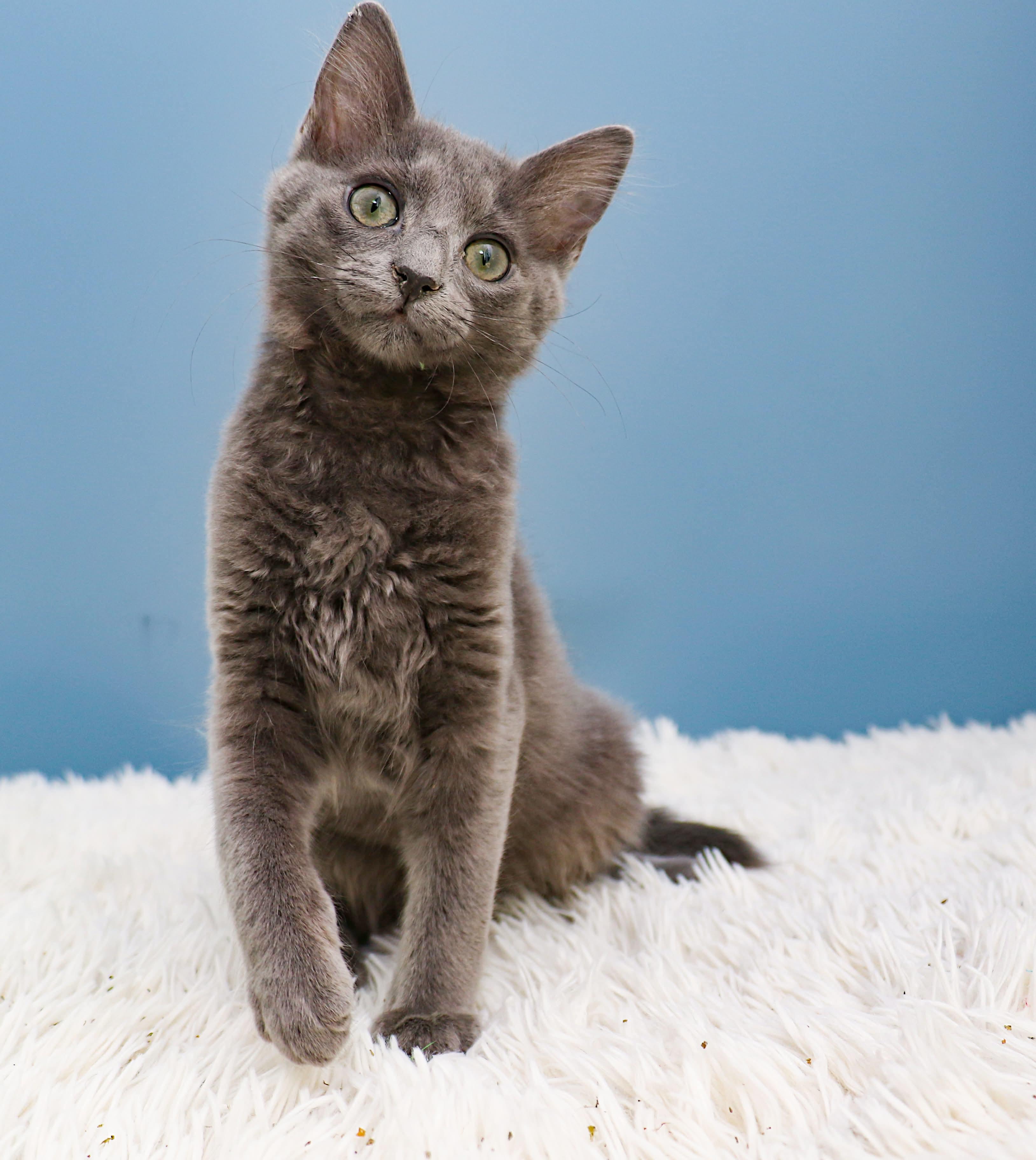 Enlarge Car litter - Ford, a ADOPTABLE Domestic Short Hair in Charlotte, NC image 1/4