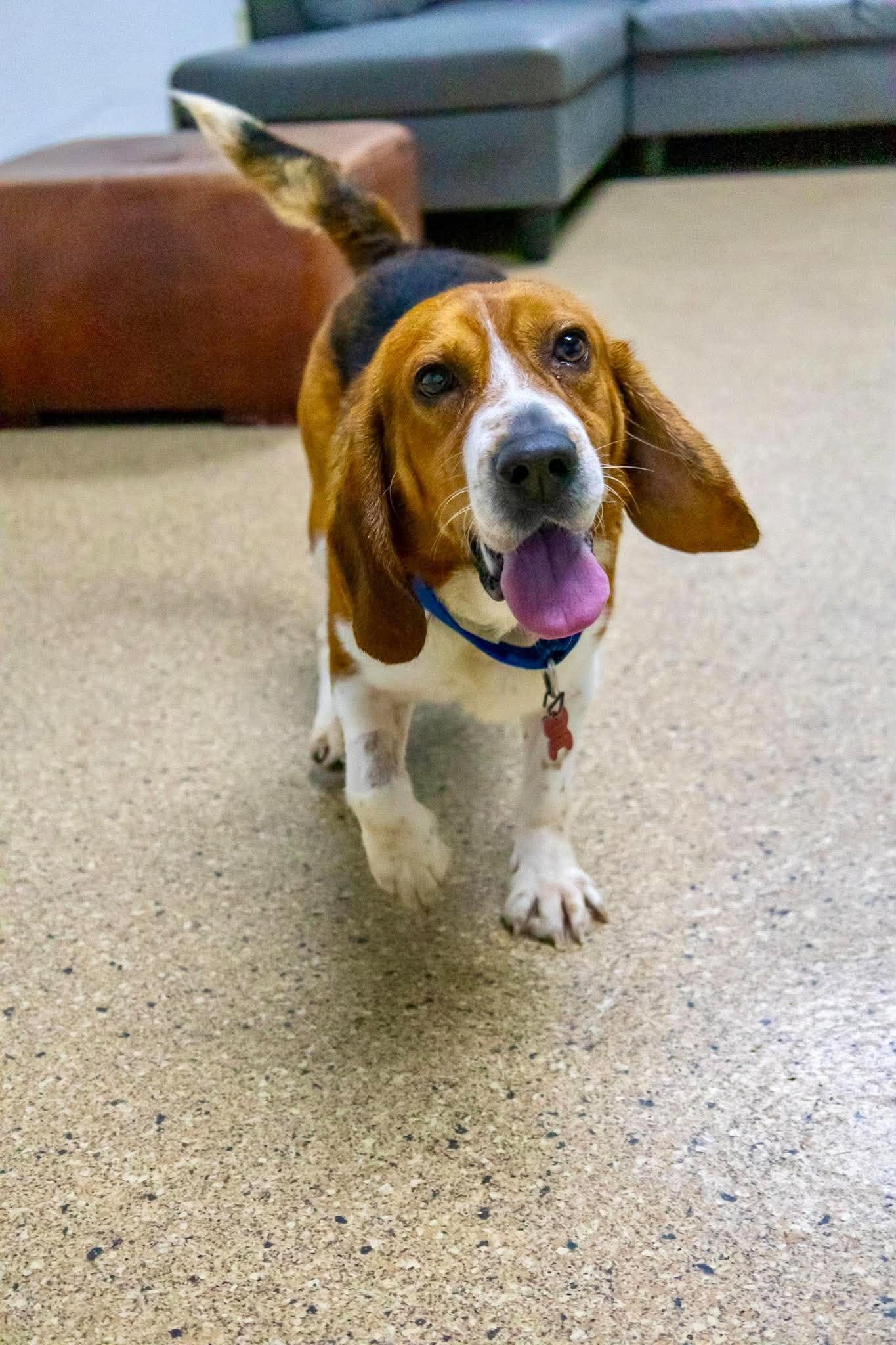 Enlarge Doc, a Adoptable mixed breed in Valparaiso, IN image 3/4