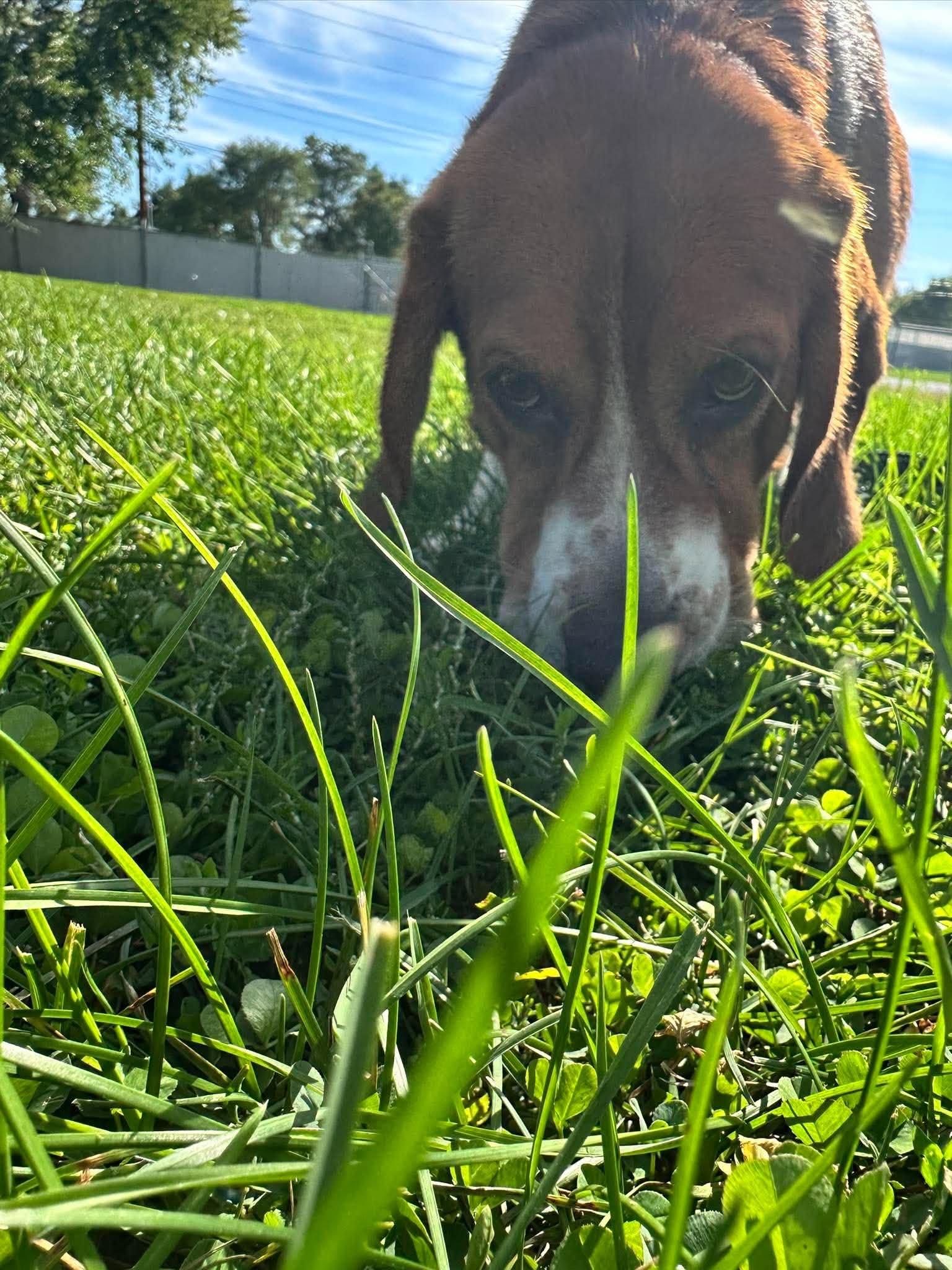 Enlarge Doc, a Adoptable mixed breed in Valparaiso, IN image 4/4