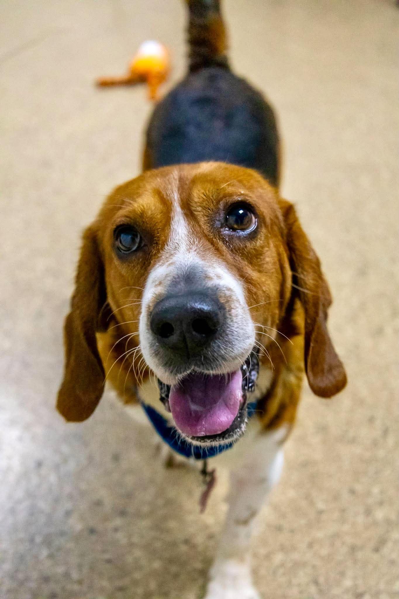 Doc, Adoptable, Senior Male Basset Hound.