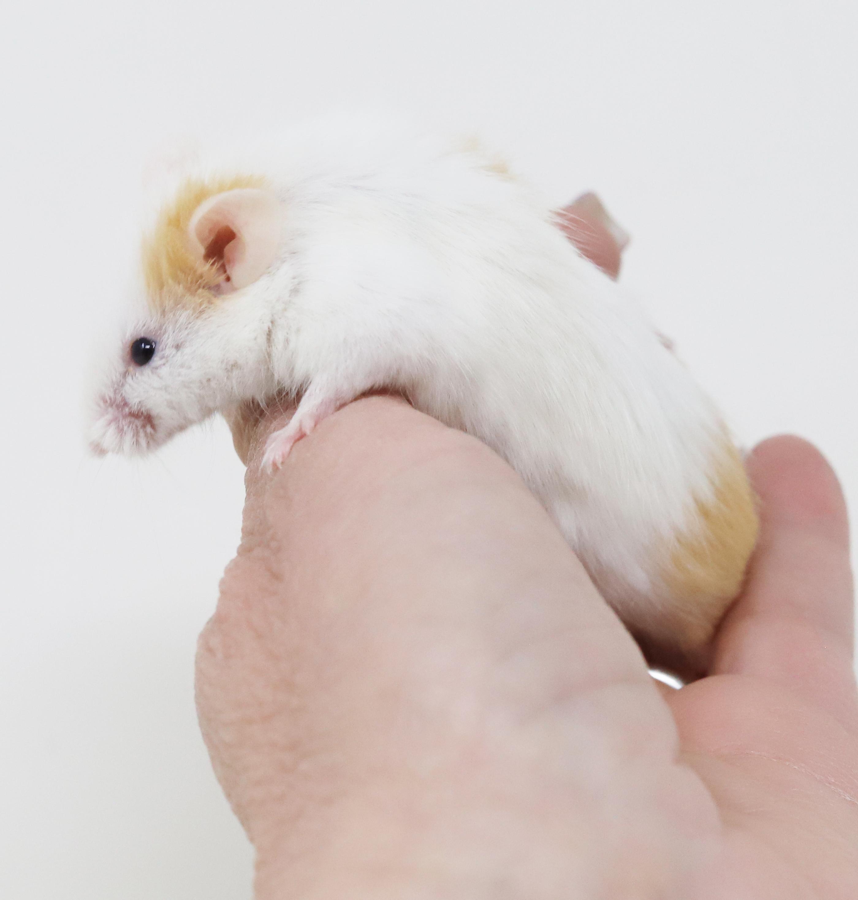 Enlarge Chucky D is a tiny treasure!, a Adoptable Mouse in Bedford Hills, NY image 4/6