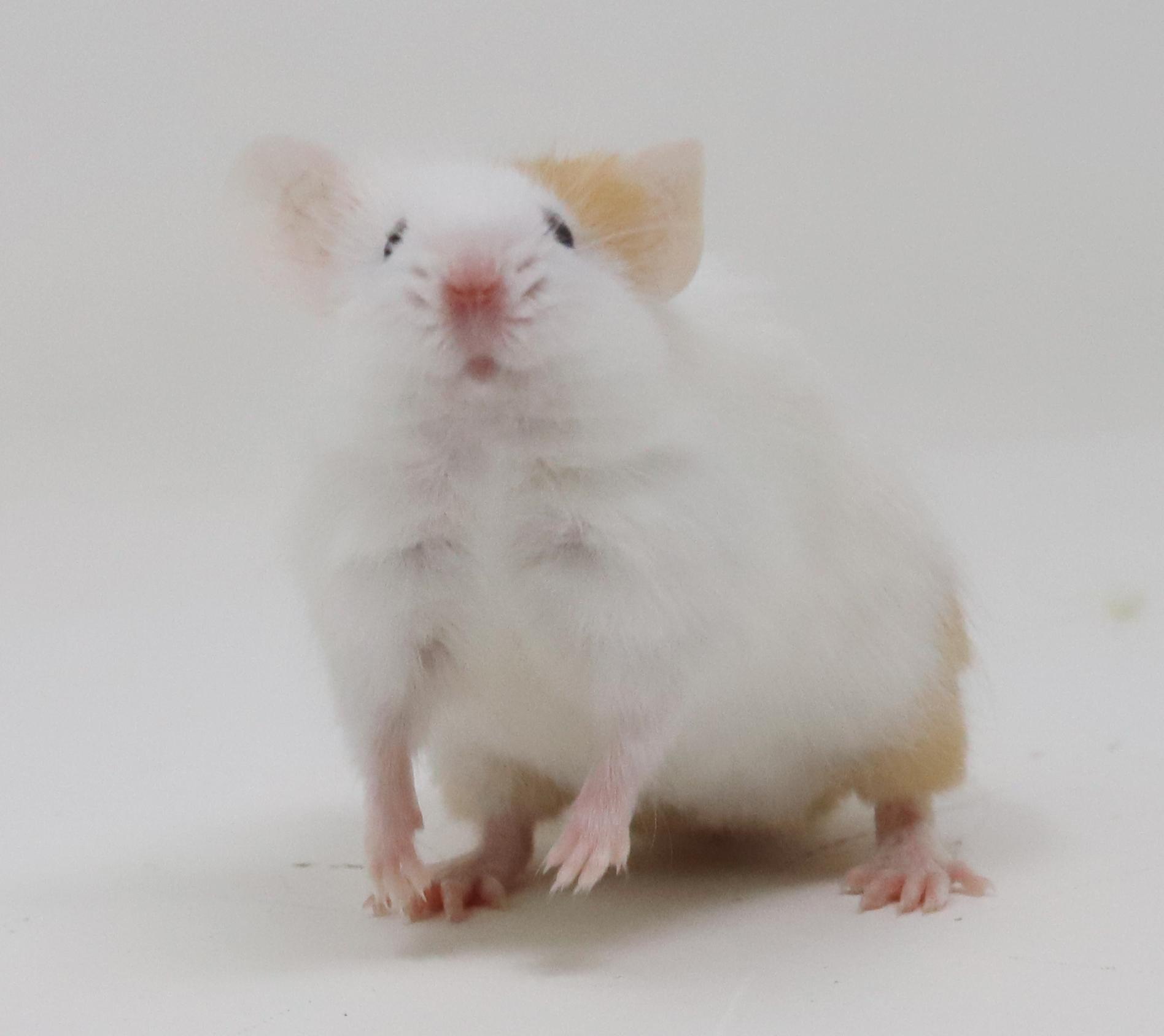 Enlarge Chucky D is a tiny treasure!, a Adoptable Mouse in Bedford Hills, NY image 6/6