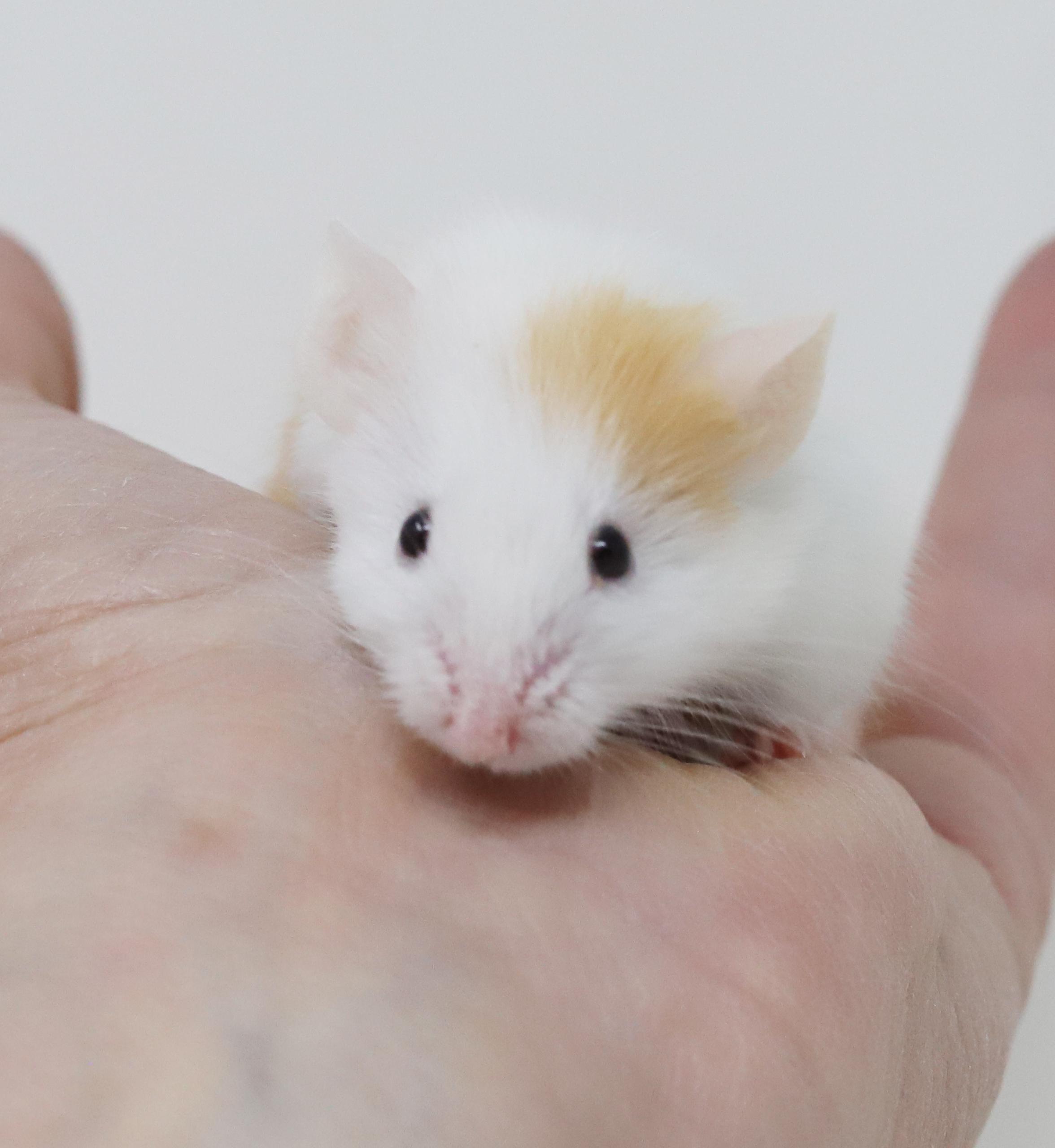 Chucky D is a tiny treasure!, Adoptable, Baby Male Mouse.