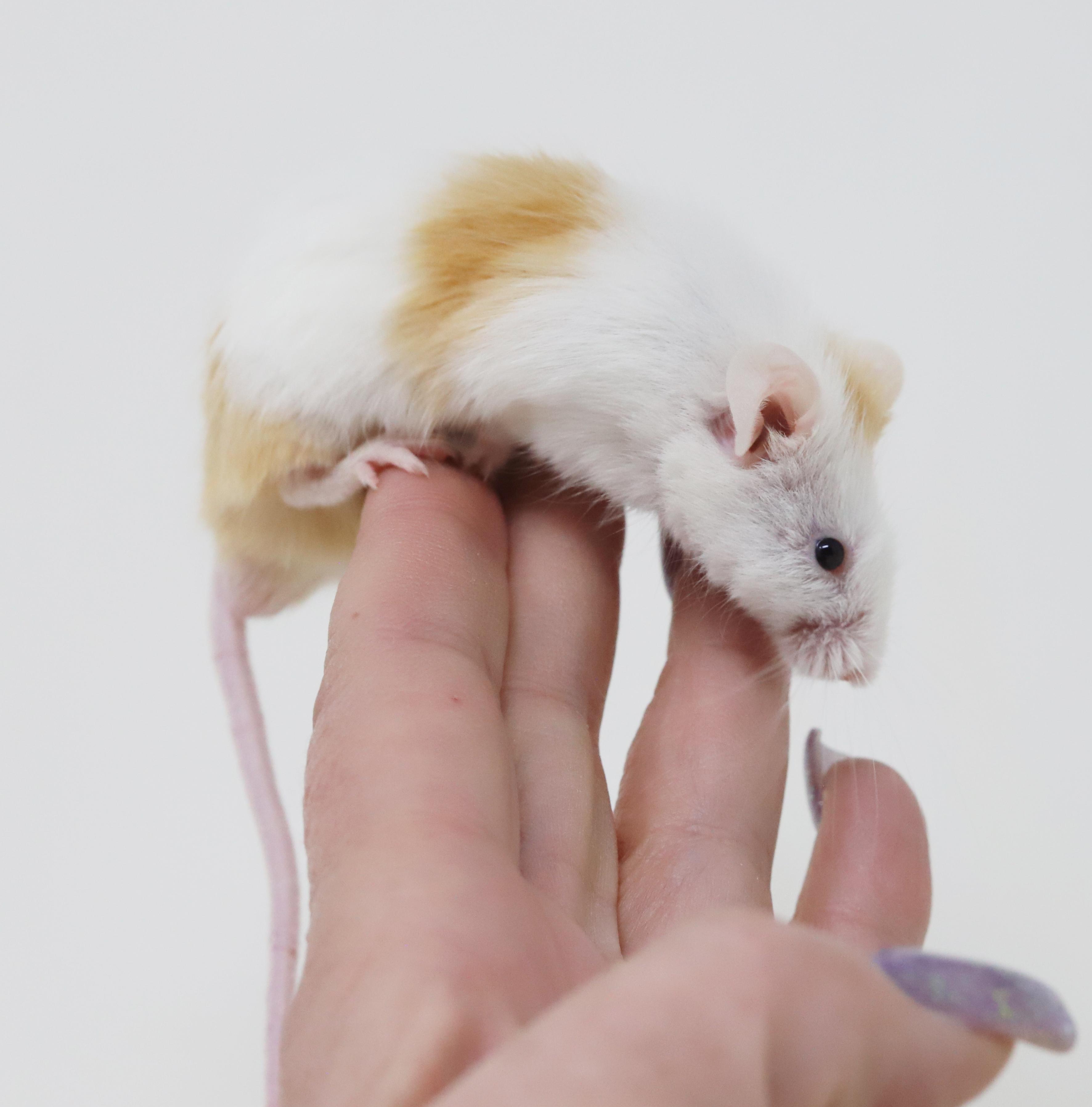 Enlarge Chucky D is a tiny treasure!, a Adoptable Mouse in Bedford Hills, NY image 5/6