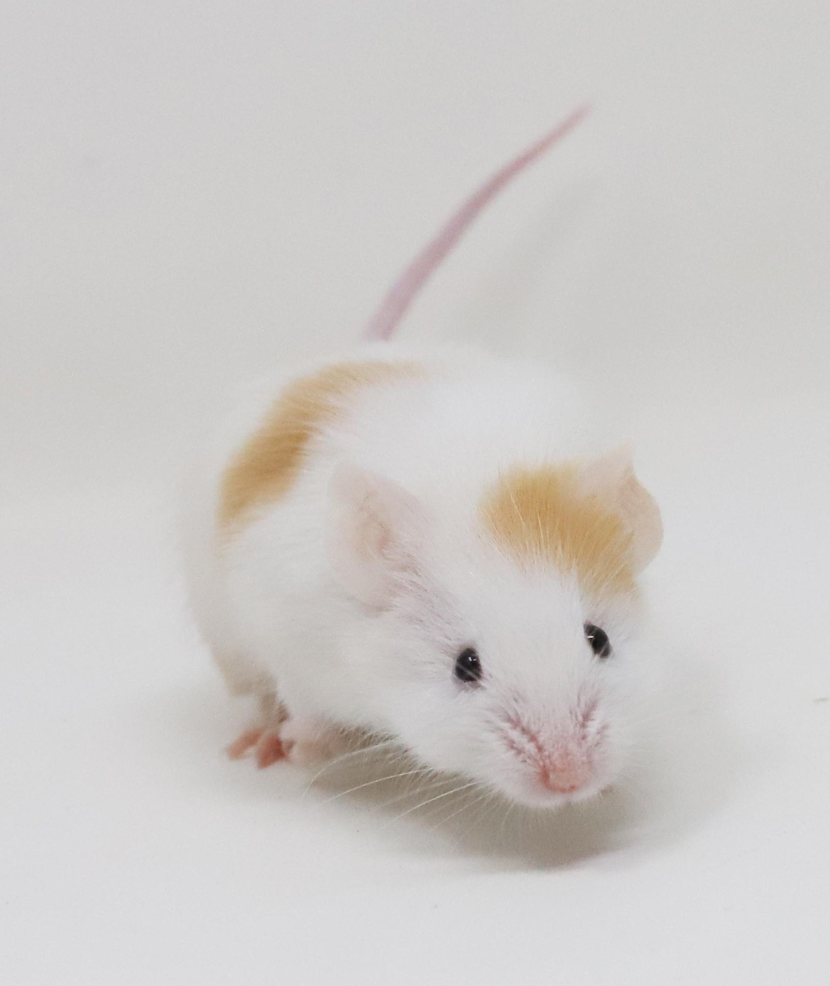 Enlarge Chucky D is a tiny treasure!, a Adoptable Mouse in Bedford Hills, NY image 2/6