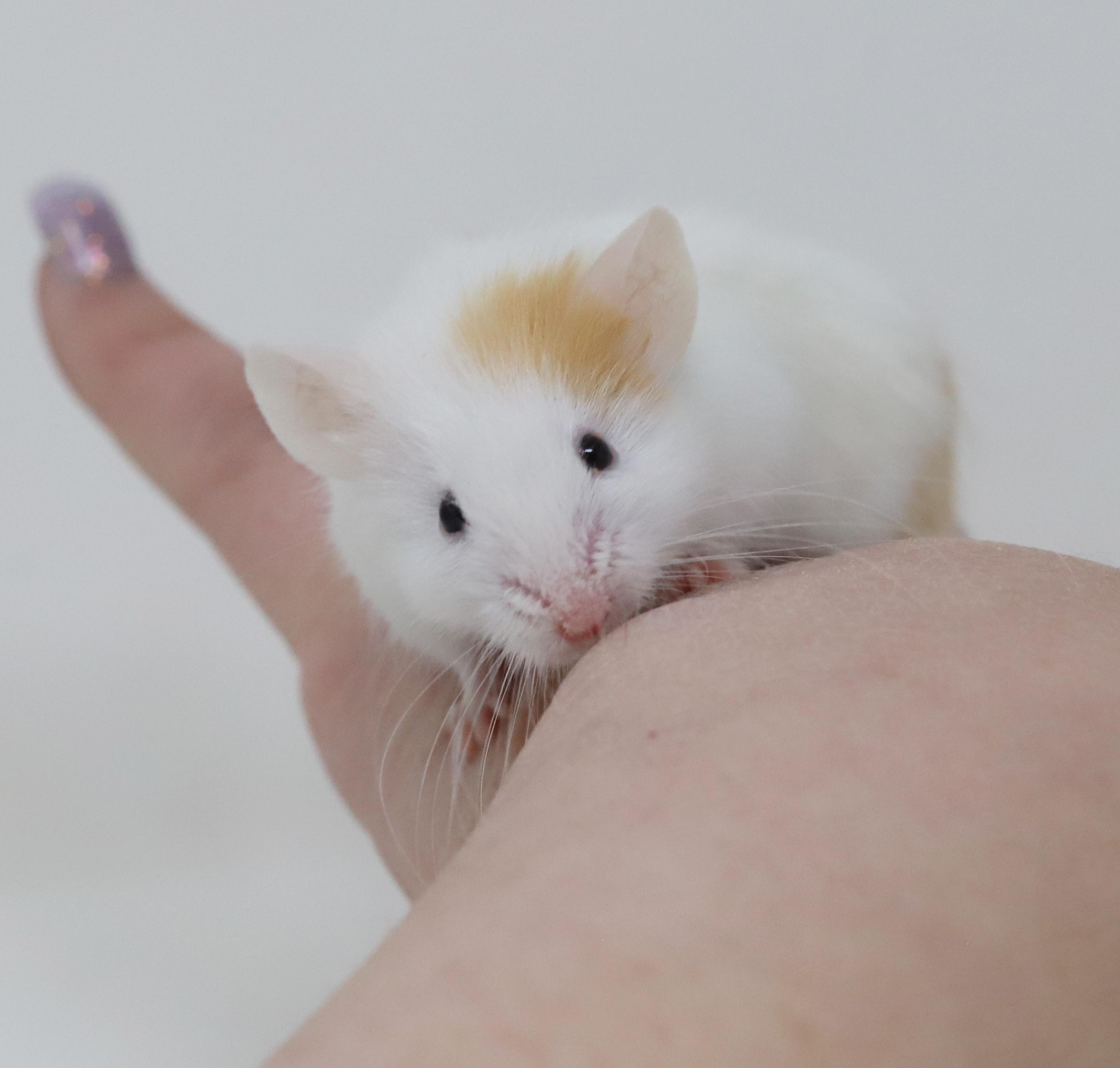 Enlarge Chucky D is a tiny treasure!, a Adoptable Mouse in Bedford Hills, NY image 3/6