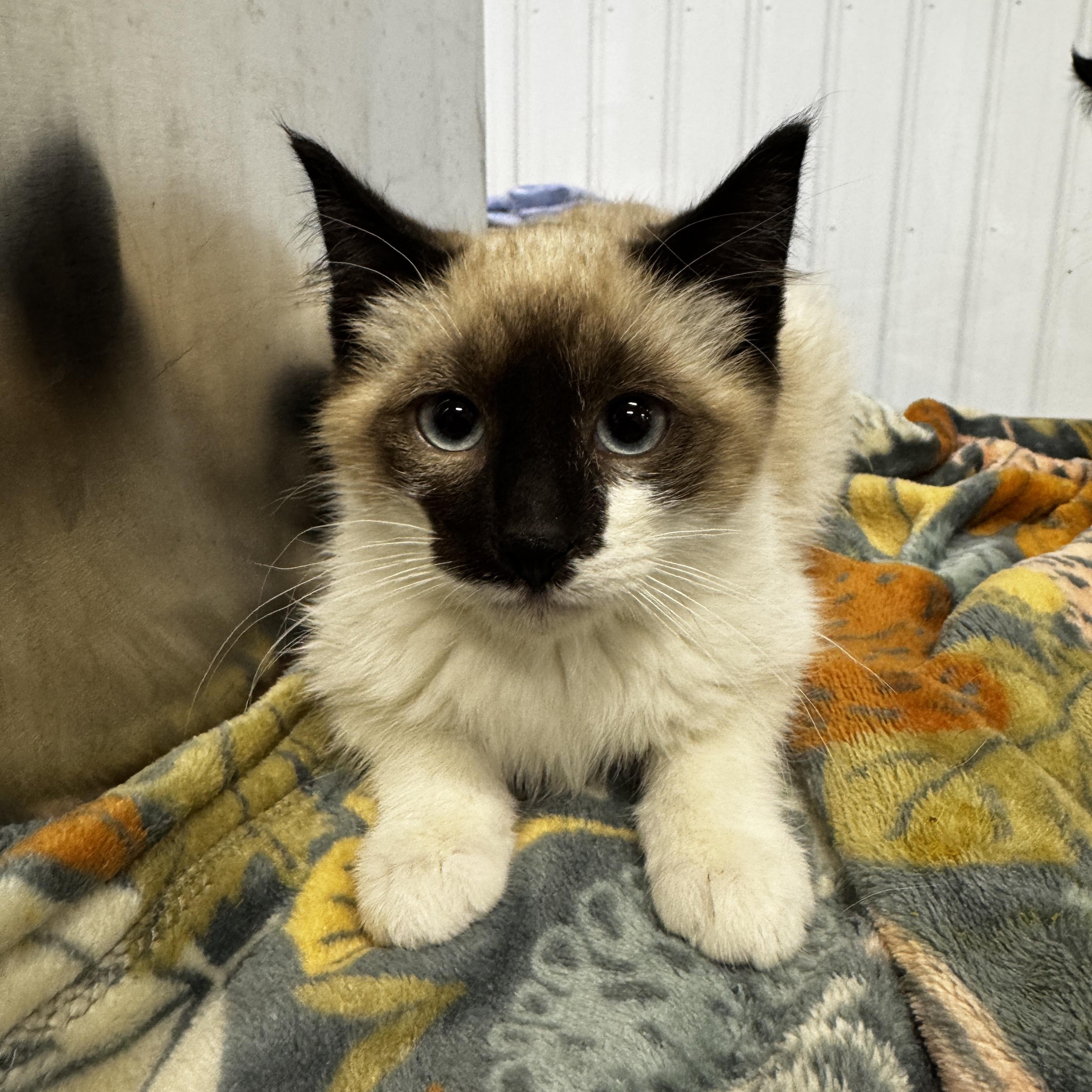 Chloe, adopted, Kitten Female Domestic Short Hair.