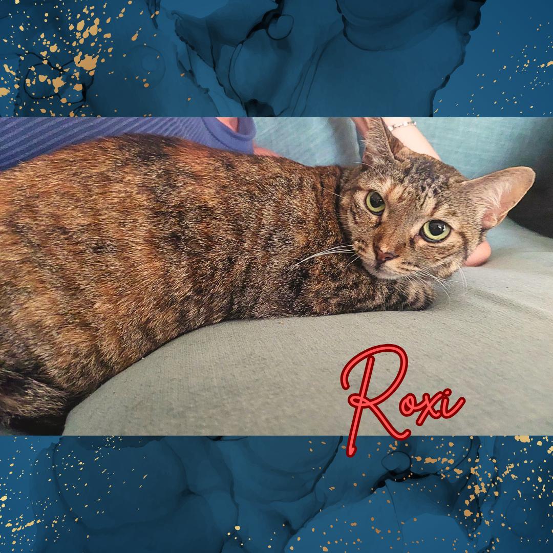 Roxi (w/Winston), Adult Female unknown