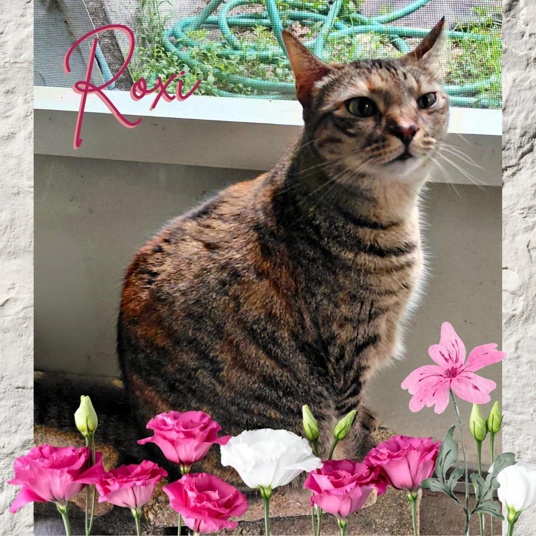 Enlarge Roxi, a Adoptable Torbie in Orange City, FL image 1/5