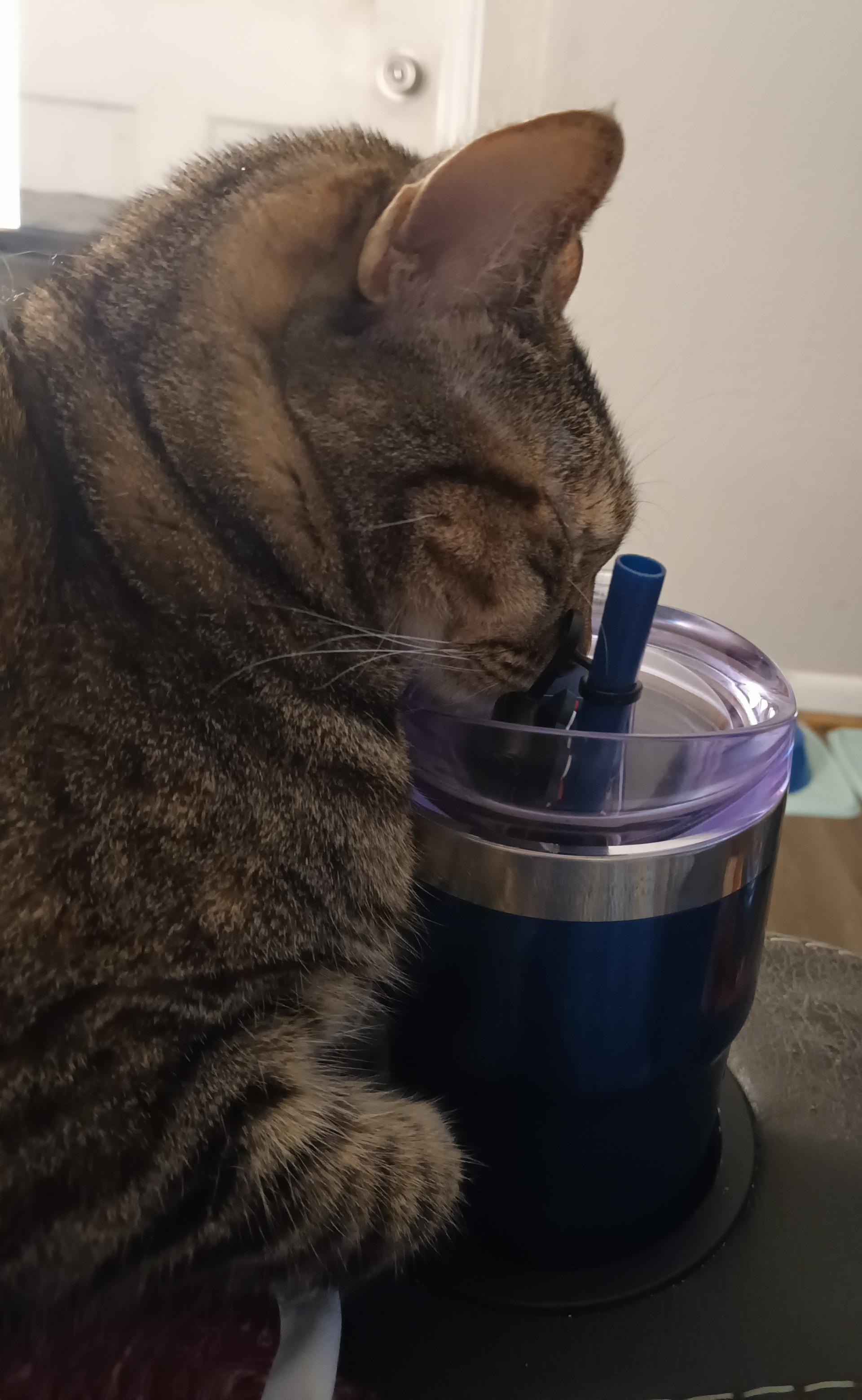 Enlarge Roxi, a Adoptable Torbie in Orange City, FL image 4/5