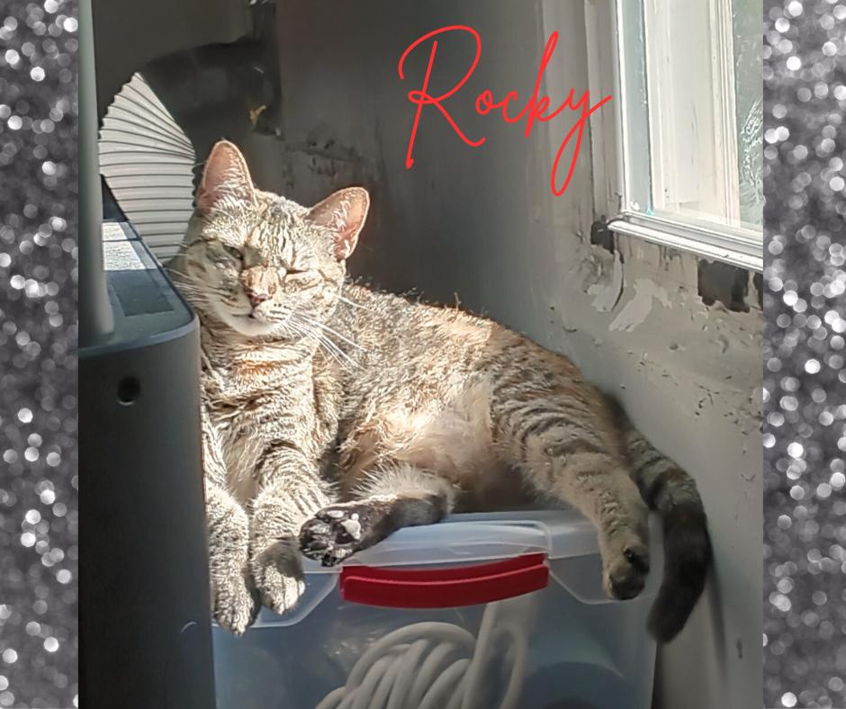Enlarge Roxi, a Adoptable Torbie in Orange City, FL image 3/5