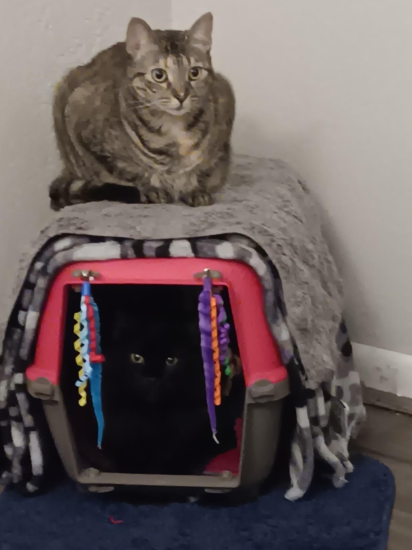 Enlarge Roxi, a Adoptable Torbie in Orange City, FL image 5/5