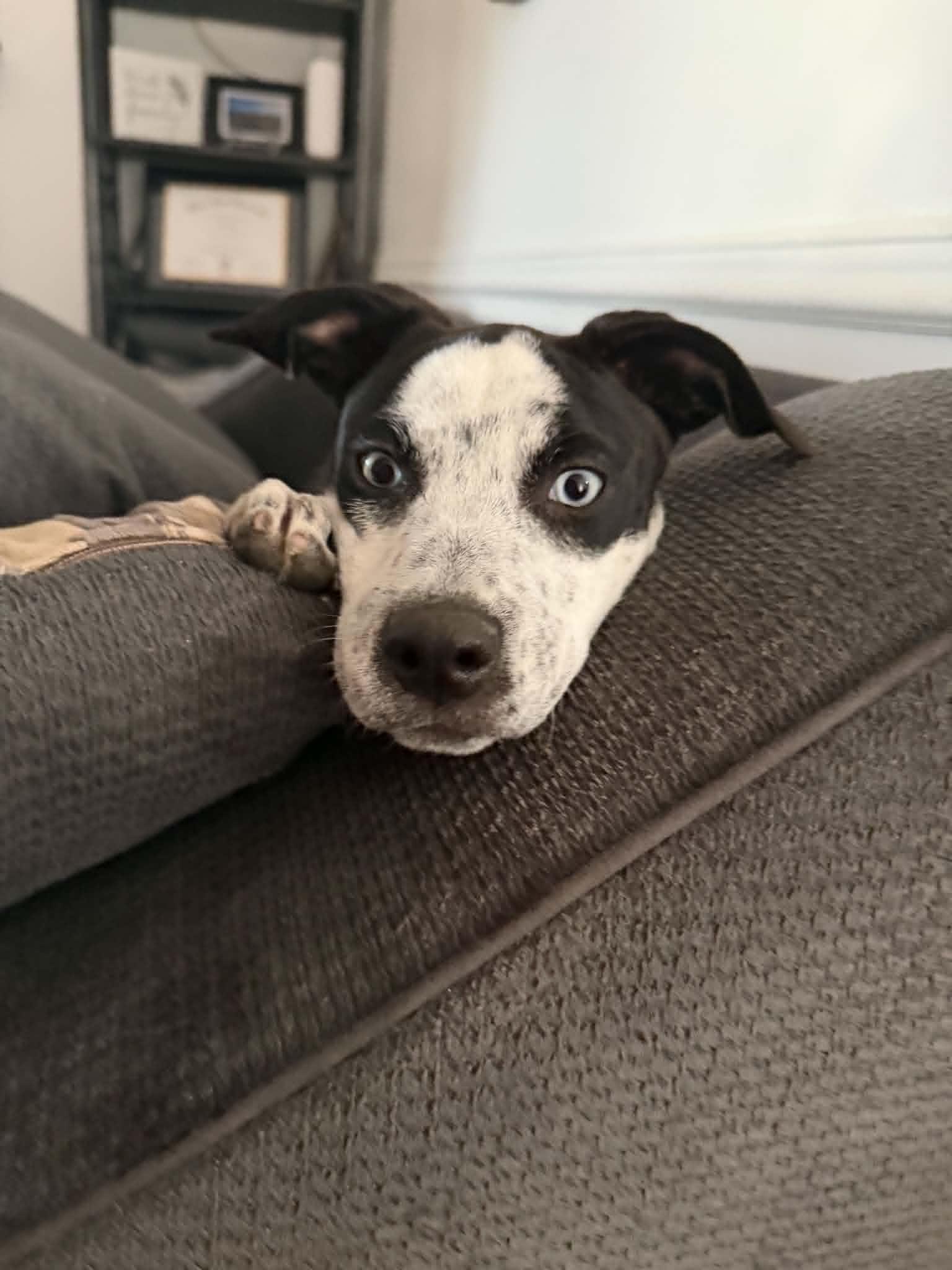 Enlarge Dollip, a Adoptable mixed breed in Salt Lake City, UT image 2/3