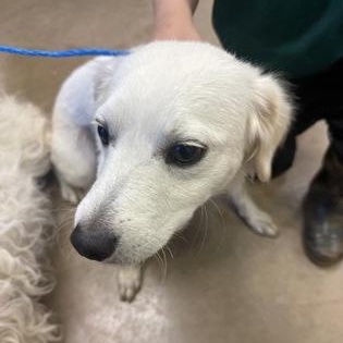 Enlarge Adolfito, a Adoptable mixed breed in Portland, ME image 2/2