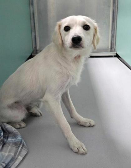 Enlarge Adolfito, a Adoptable mixed breed in Portland, ME image 1/2