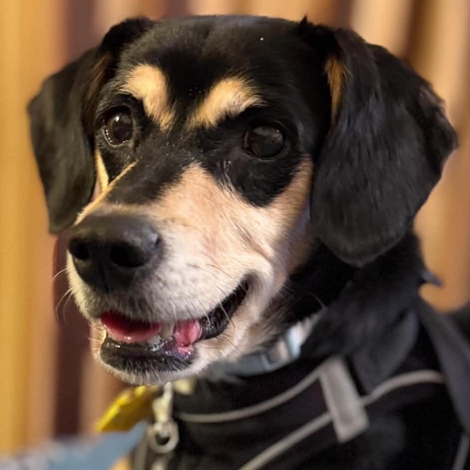 Frida- loves the dog park- see video, Adopted, Adult Female Miniature Pinscher & Beagle.