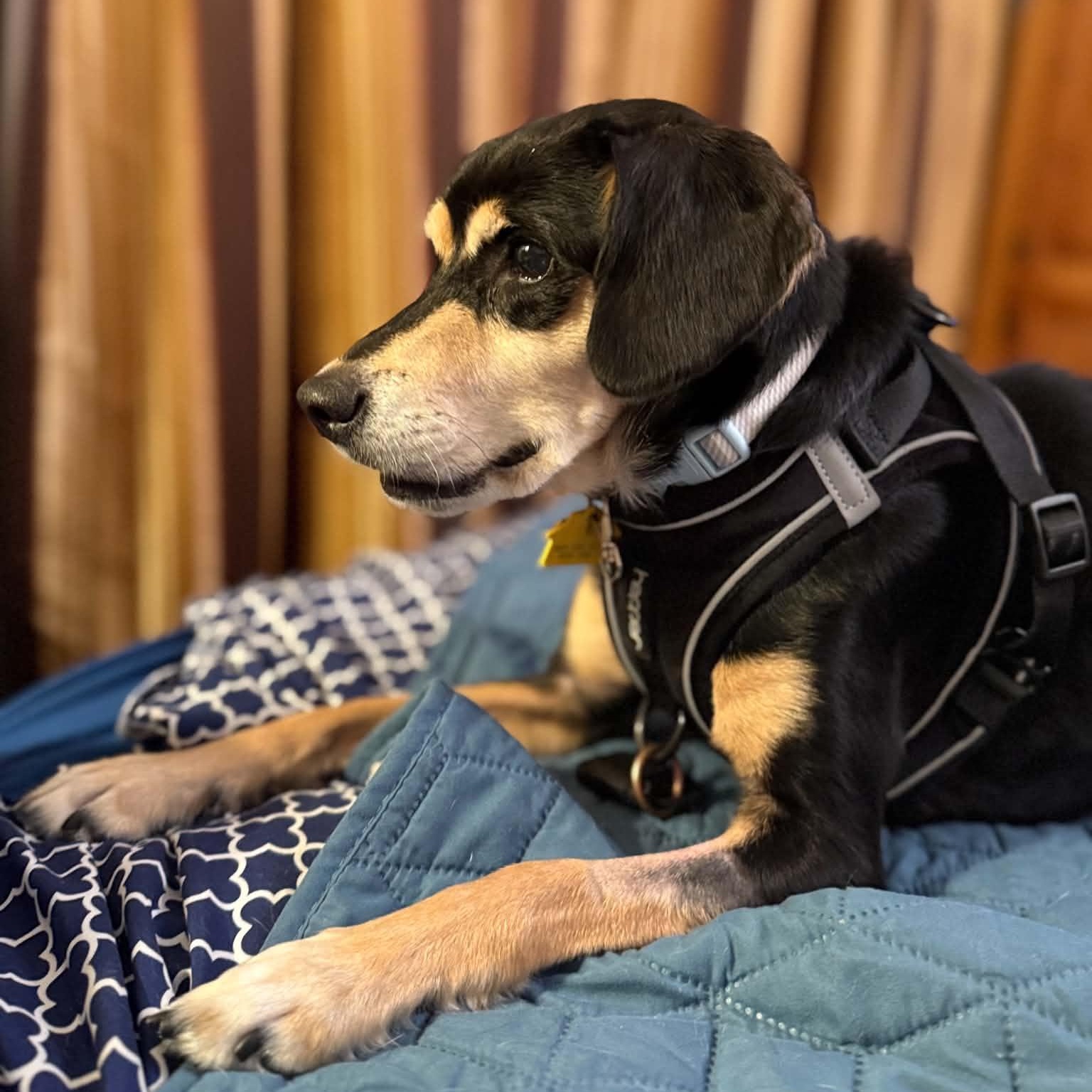 Enlarge Frida- loves the dog park- see video, a Adopted mixed breed in Portland, OR image 3/6