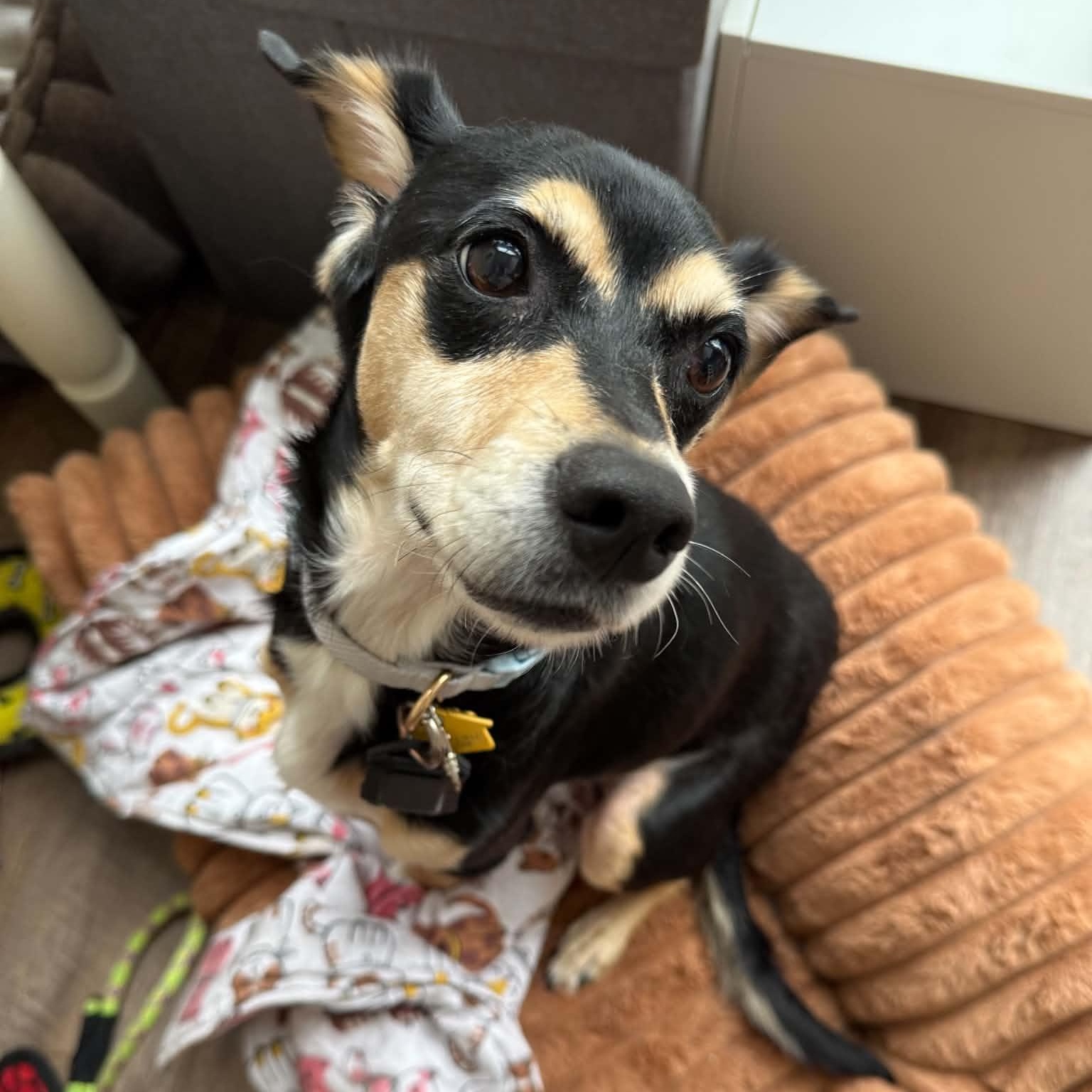 Enlarge Frida- loves the dog park- see video, a Adopted mixed breed in Portland, OR image 2/6