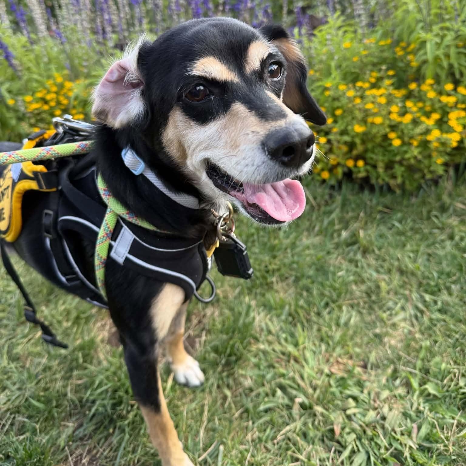 Enlarge Frida- loves the dog park- see video, a Adopted mixed breed in Portland, OR image 5/6