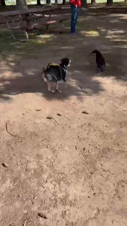 Enlarge Frida- loves the dog park- see video, a Adopted mixed breed in Portland, OR video 6/6