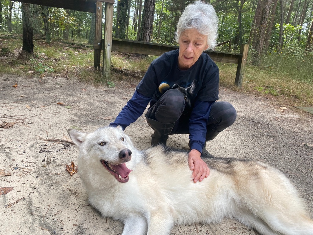 Enlarge Luka, a Adopted mixed breed in Jackson, NJ image 1/4