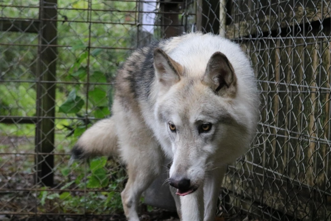 Enlarge Luka, a Adopted mixed breed in Jackson, NJ image 2/4