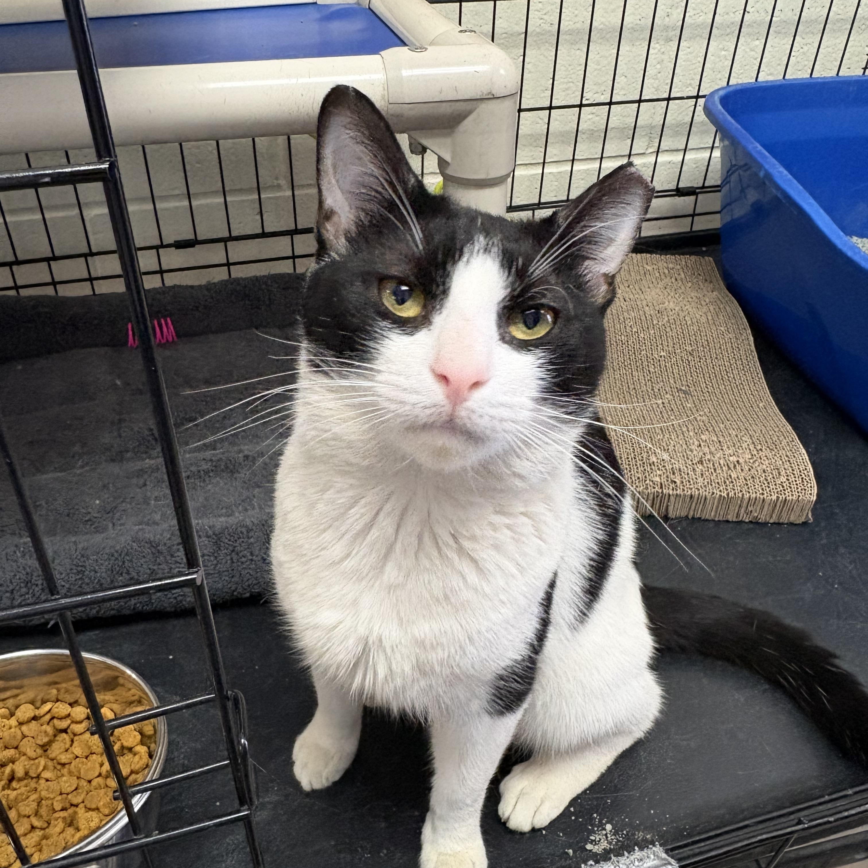 Sal, a ADOPTABLE Domestic Short Hair in Wantagh, NY image 2/3