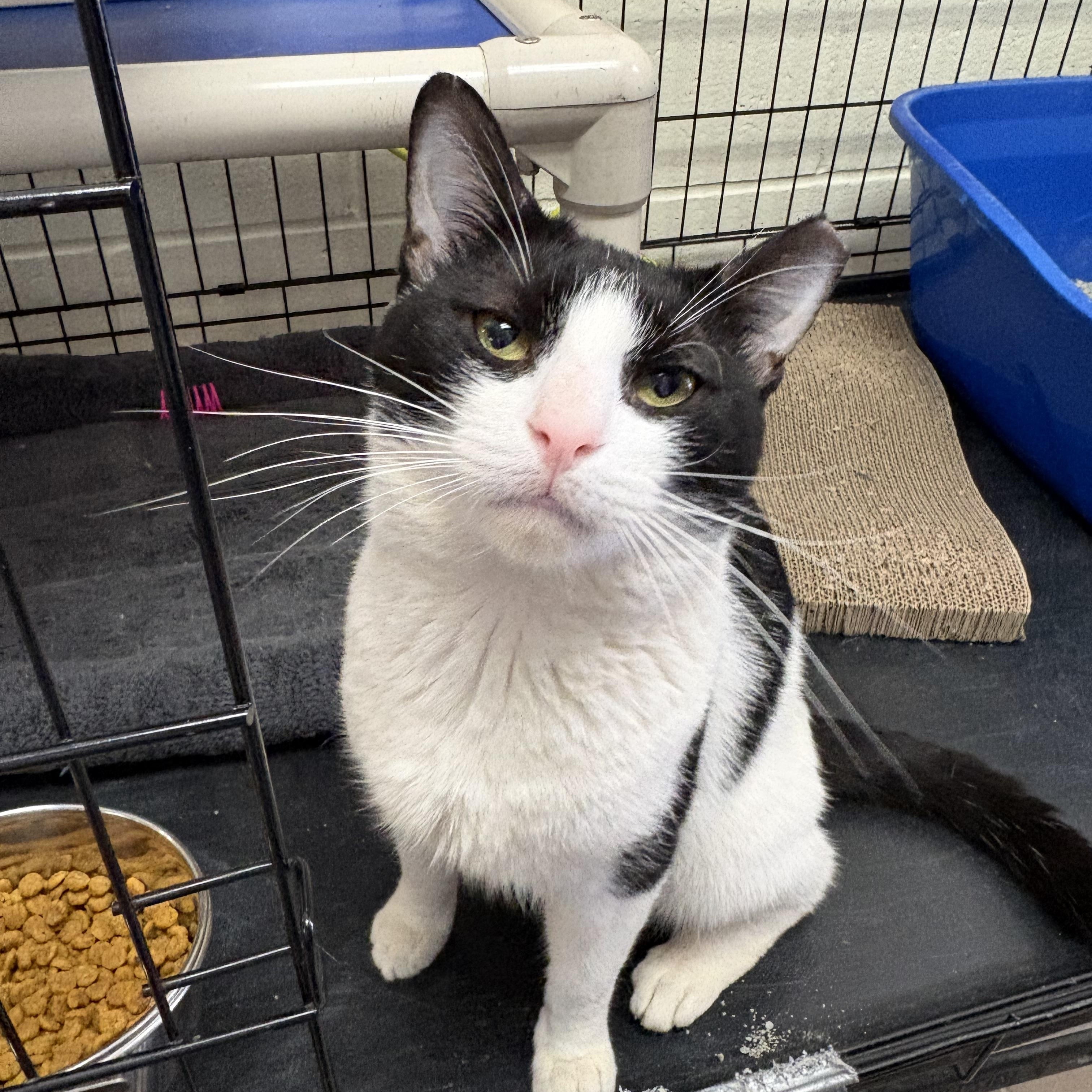 Sal, a ADOPTABLE Domestic Short Hair in Wantagh, NY image 1/3