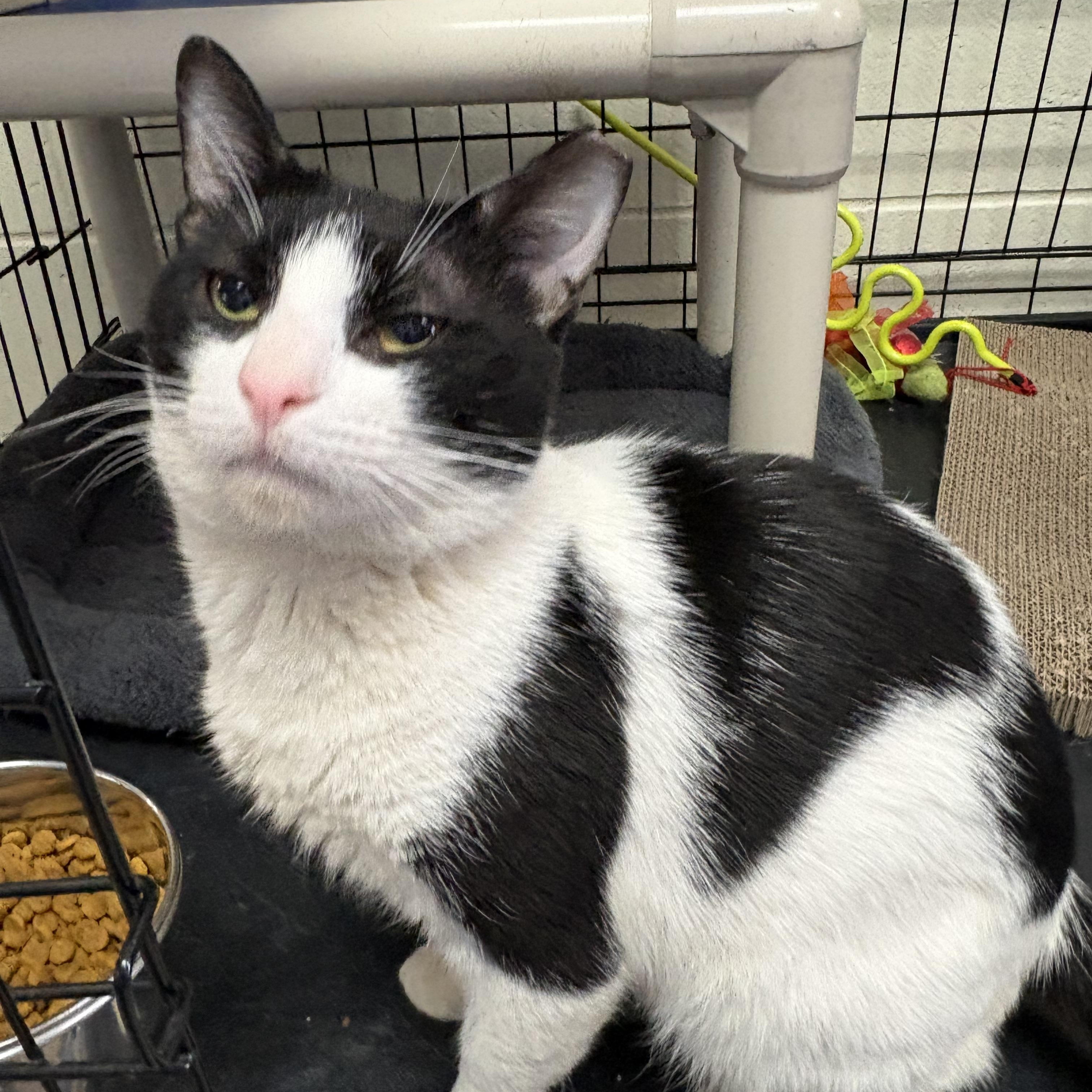 Sal, a ADOPTABLE Domestic Short Hair in Wantagh, NY image 3/3