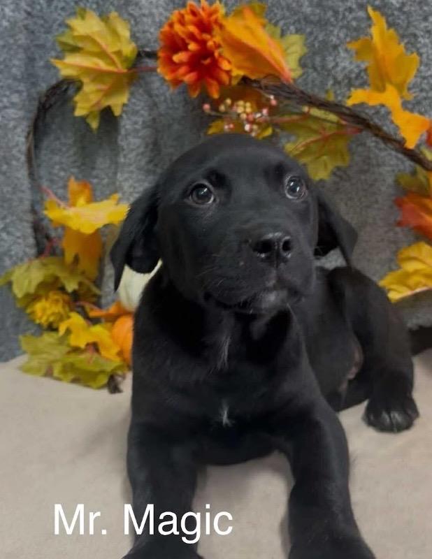 Mr. Magic, Adoptable, Puppy Male Labrador Retriever.