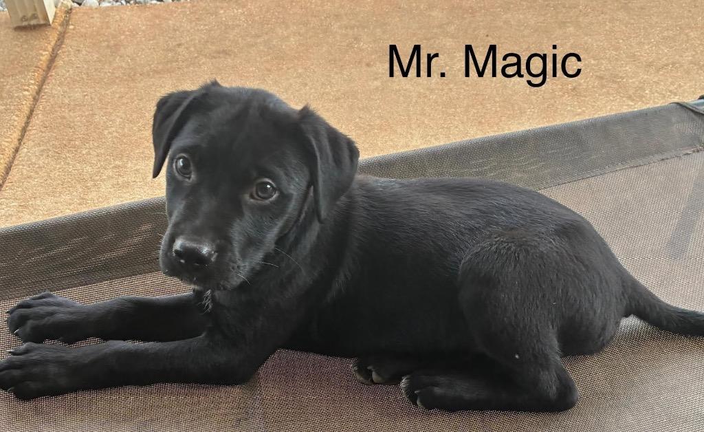 Enlarge Mr. Magic, a Adoptable mixed breed in North Syracuse, NY image 2/2