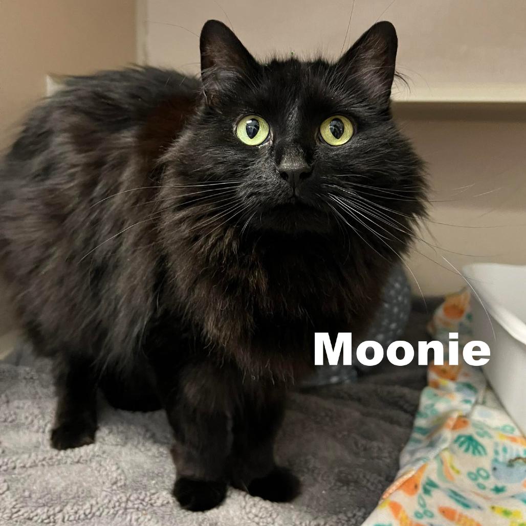 Moonie 260246, Adoptable, Adult Female Domestic Medium Hair.