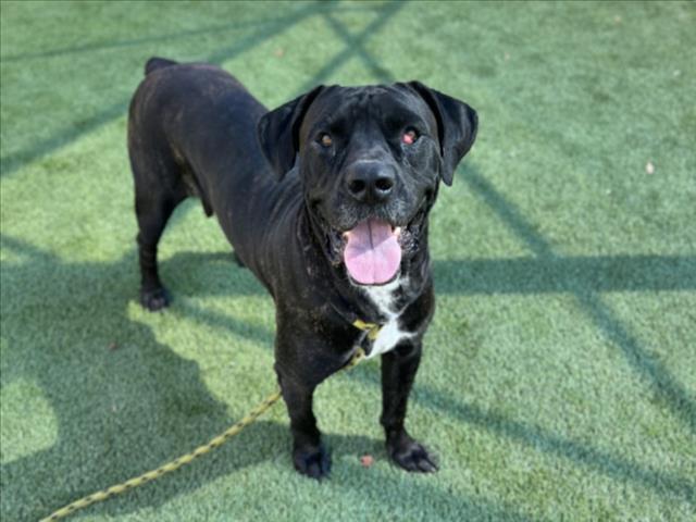 LUNA, Adoptable, Adult Female Cane Corso & Mixed Breed.