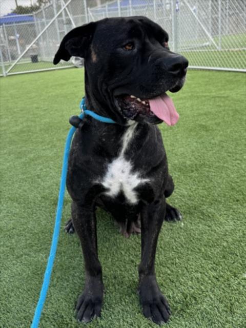 Enlarge LUNA, a Adoptable mixed breed in Los Angeles, CA image 1/1