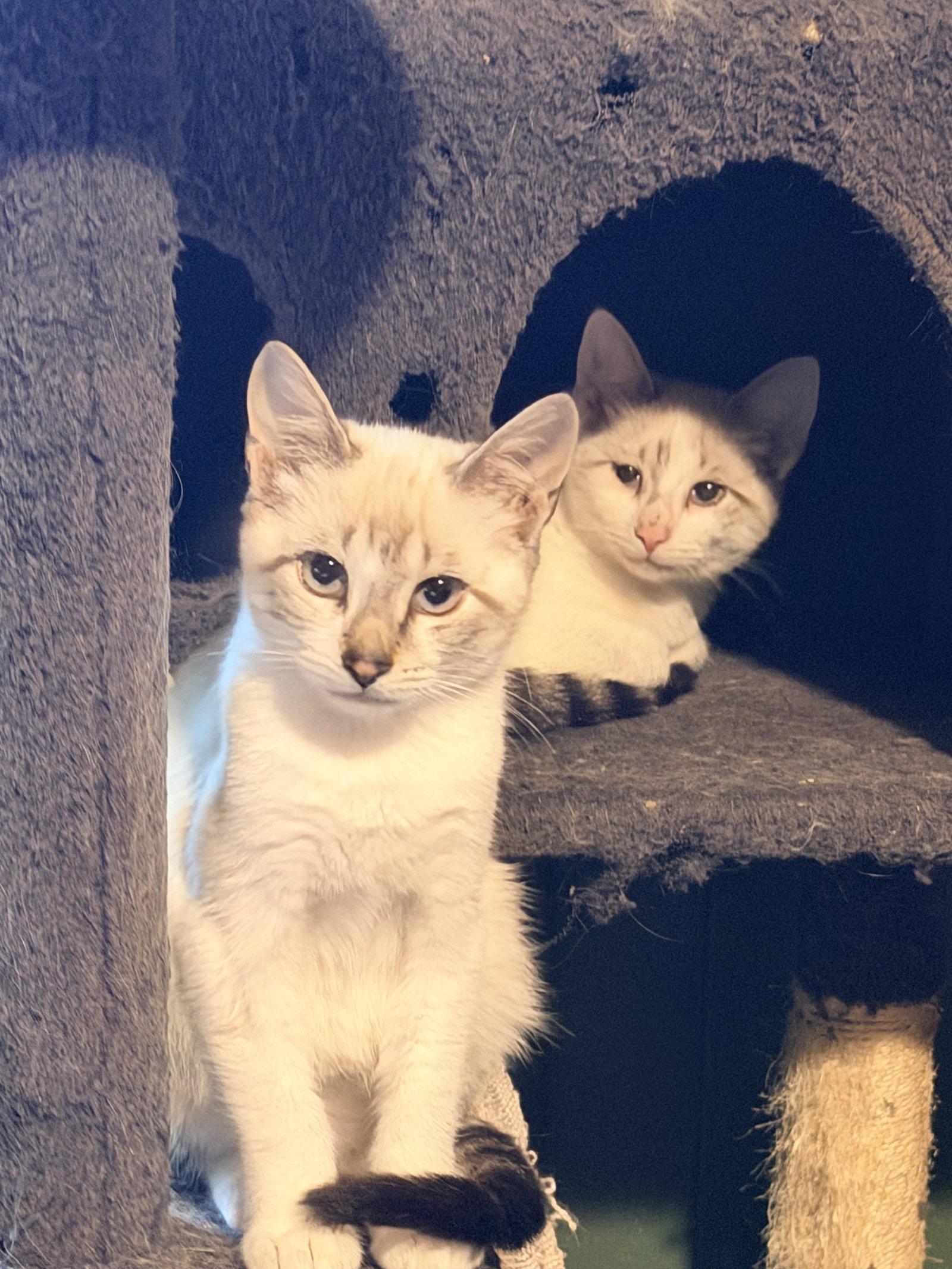 Enlarge Casper & Greg, a Adoptable Domestic Short Hair in Rochester, NY image 1/1