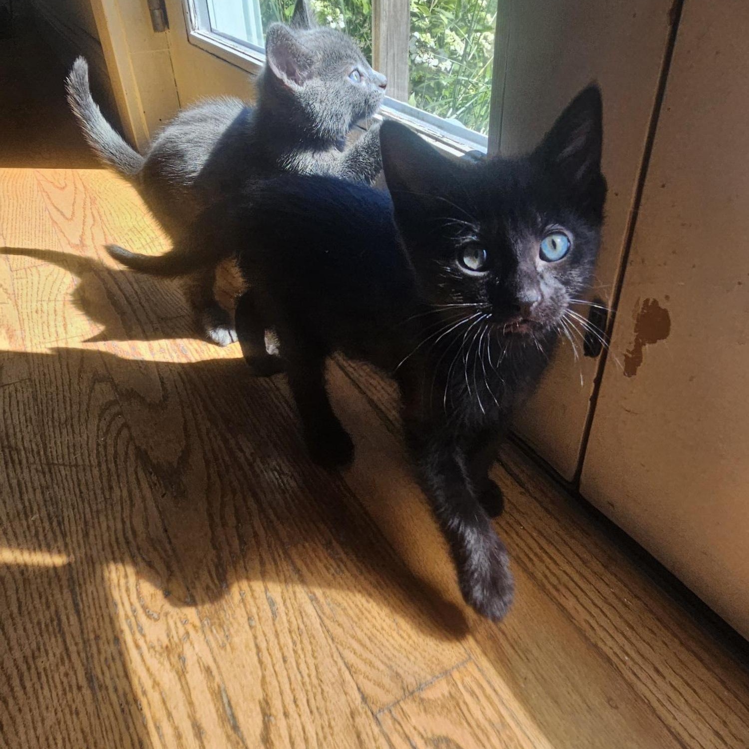 Harriet and her siblings were born May 4th She is very adventurous and the first to do everything o