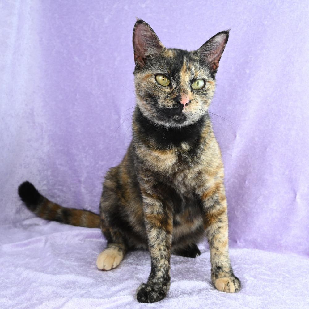 Juliette, Adoptable, Young Female Domestic Short Hair.