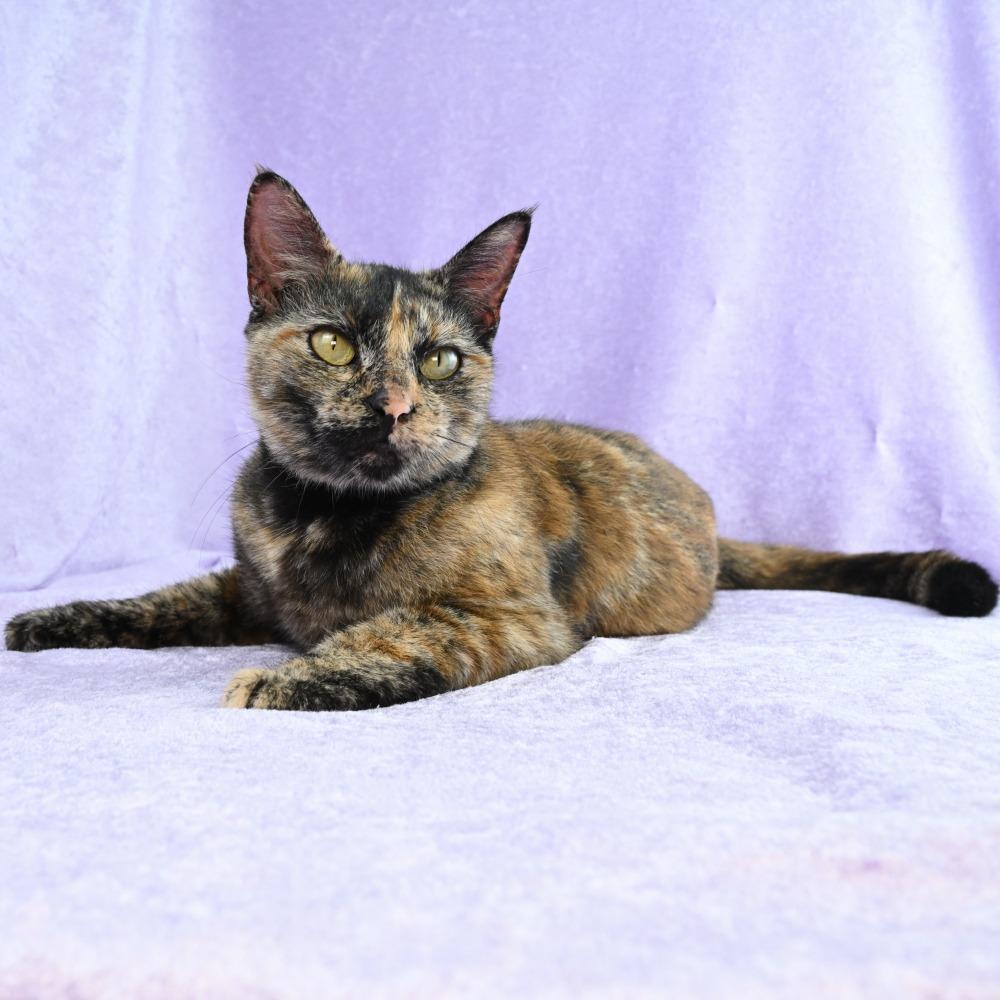 Enlarge Juliette, a Adoptable Domestic Short Hair in Mobile, AL image 2/6