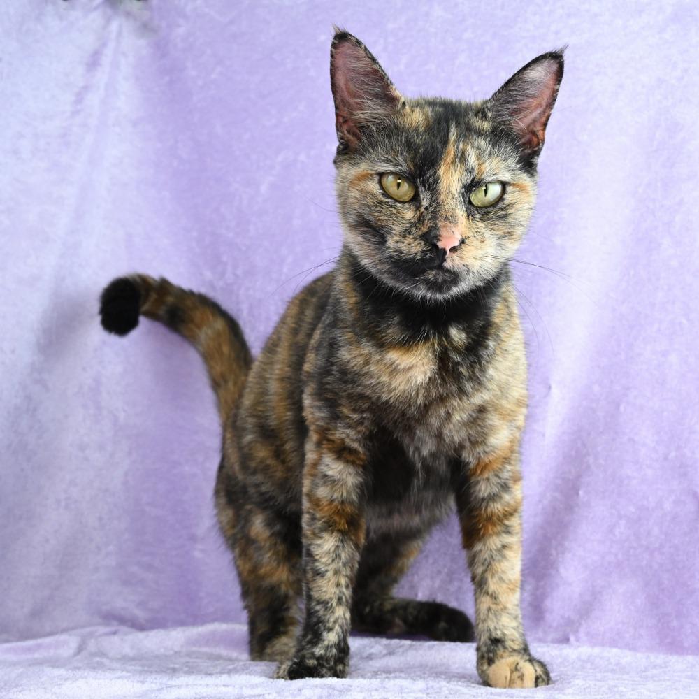 Enlarge Juliette, a Adoptable Domestic Short Hair in Mobile, AL image 3/6