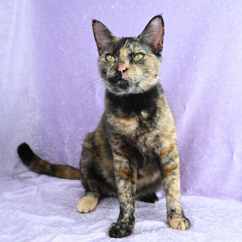 Enlarge Juliette, a Adoptable Domestic Short Hair in Mobile, AL image 4/6