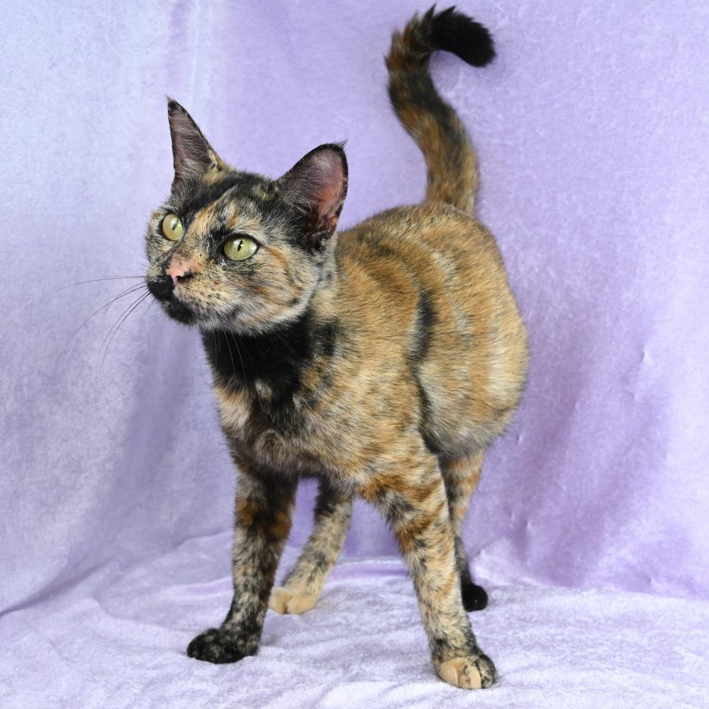 Enlarge Juliette, a Adoptable Domestic Short Hair in Mobile, AL image 5/6