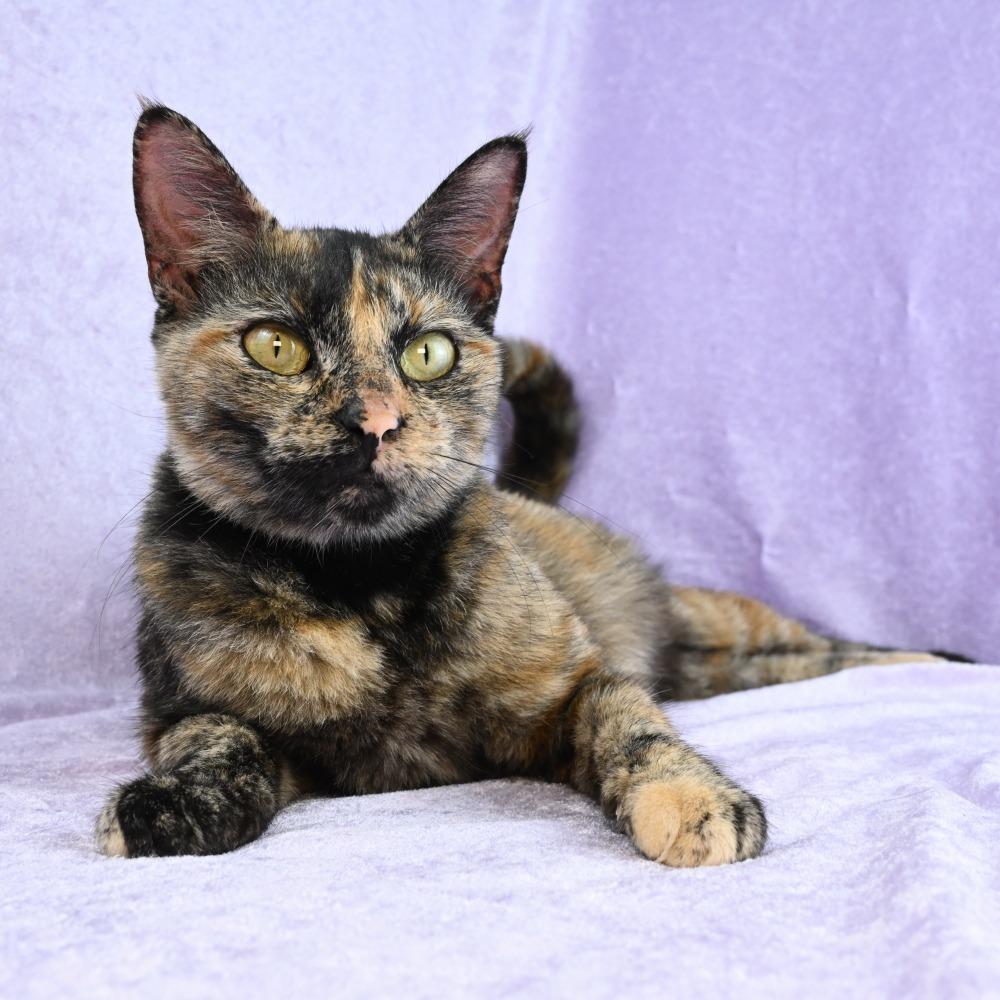 Enlarge Juliette, a Adoptable Domestic Short Hair in Mobile, AL image 6/6