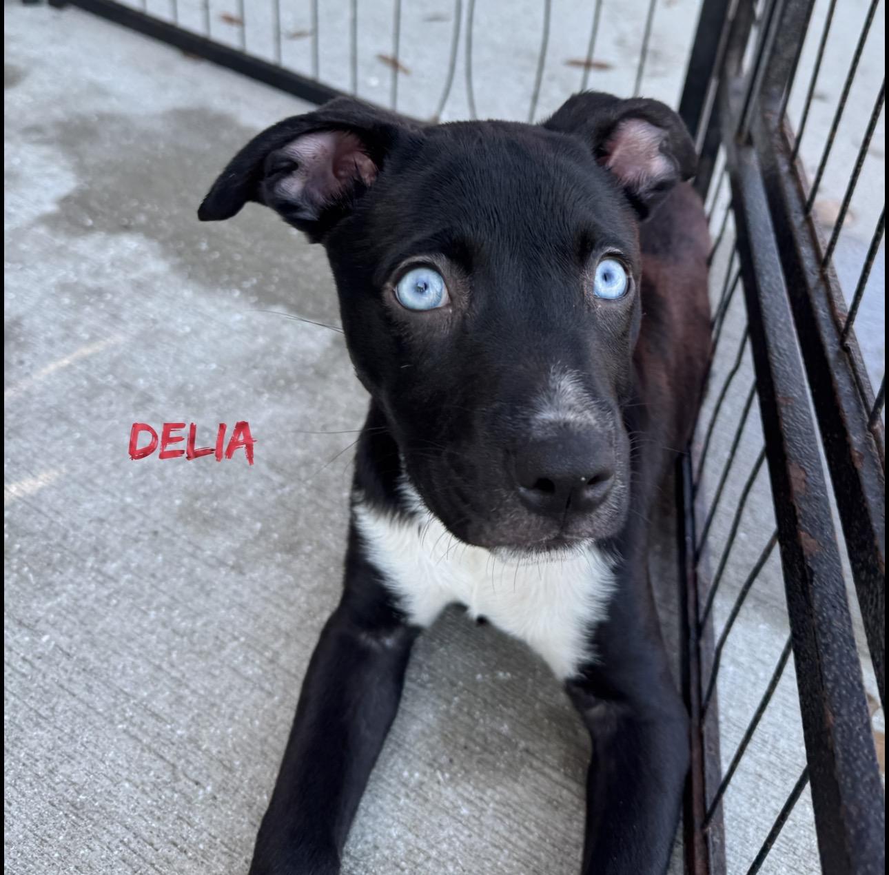 Delia, Adoptable, Puppy Female Rat Terrier.