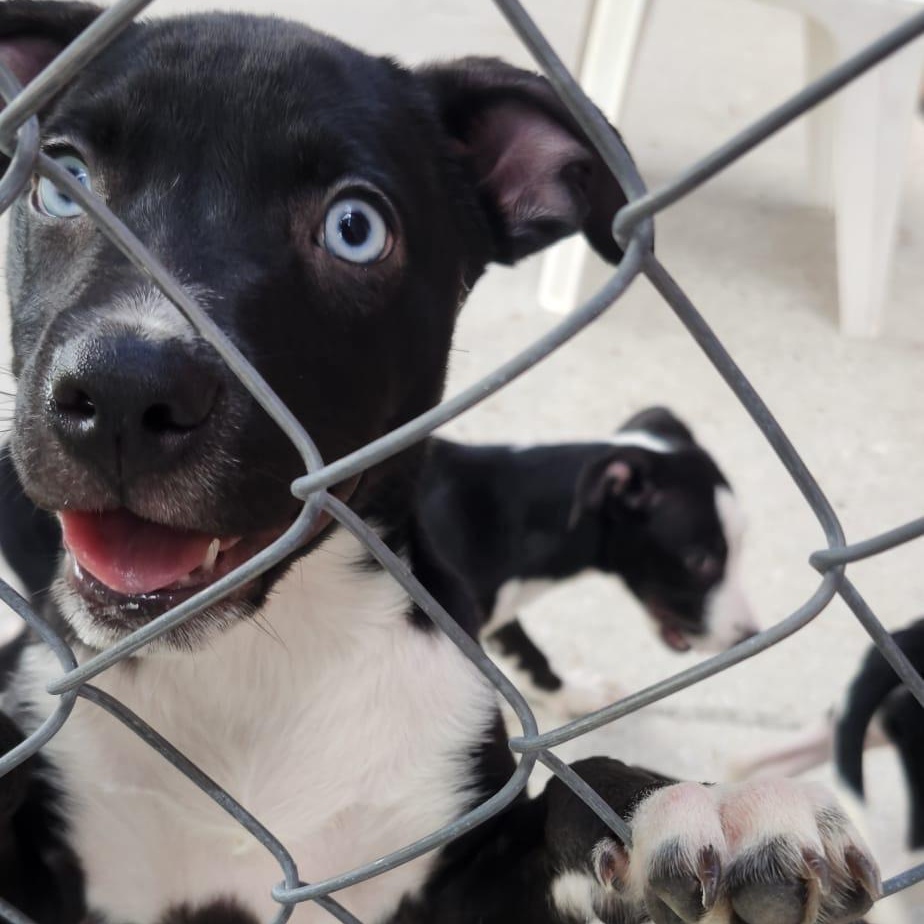 Enlarge Delia, a Adoptable mixed breed in Stuart, FL image 2/3