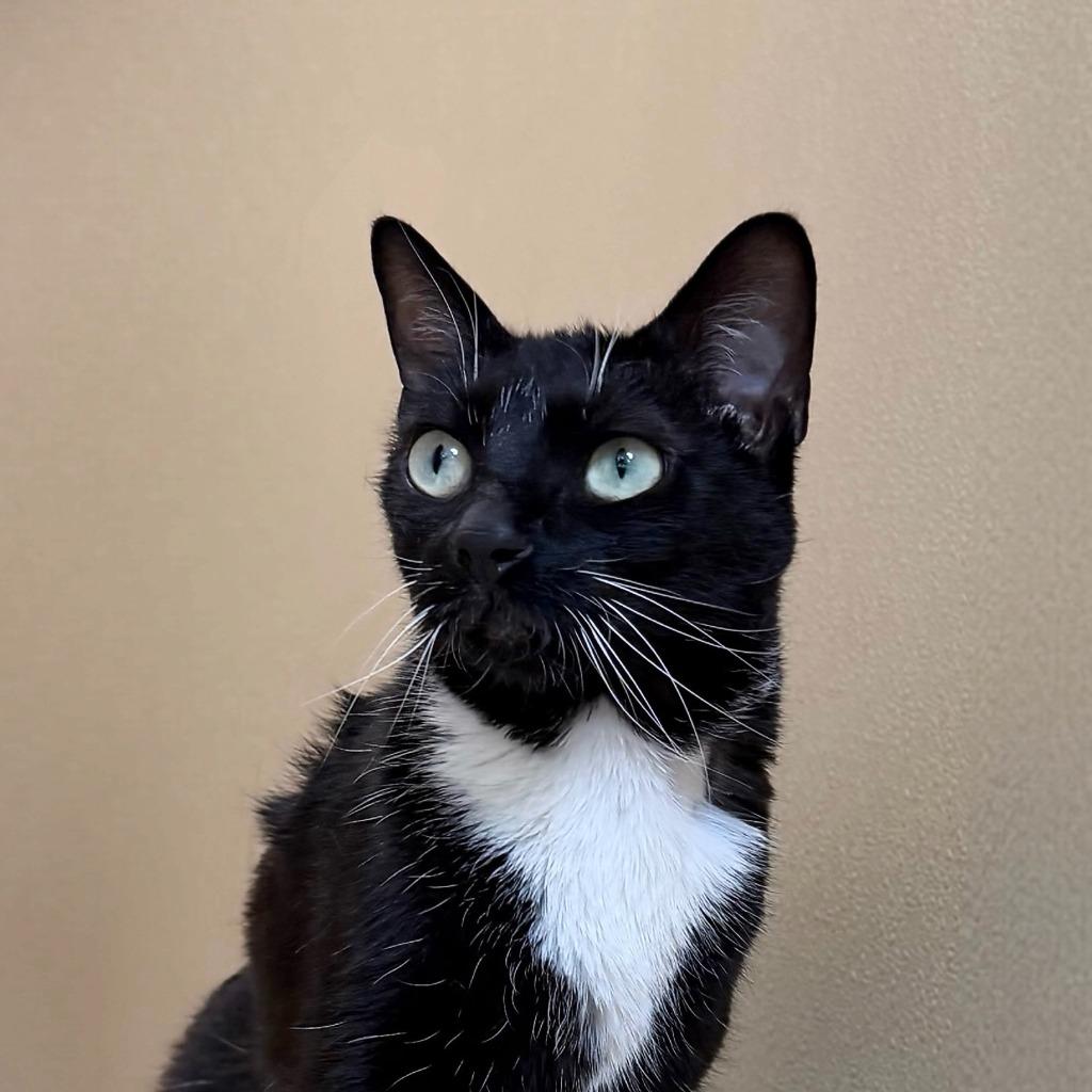 Lani, a Adoptable Domestic Short Hair in State College, PA image 1/6