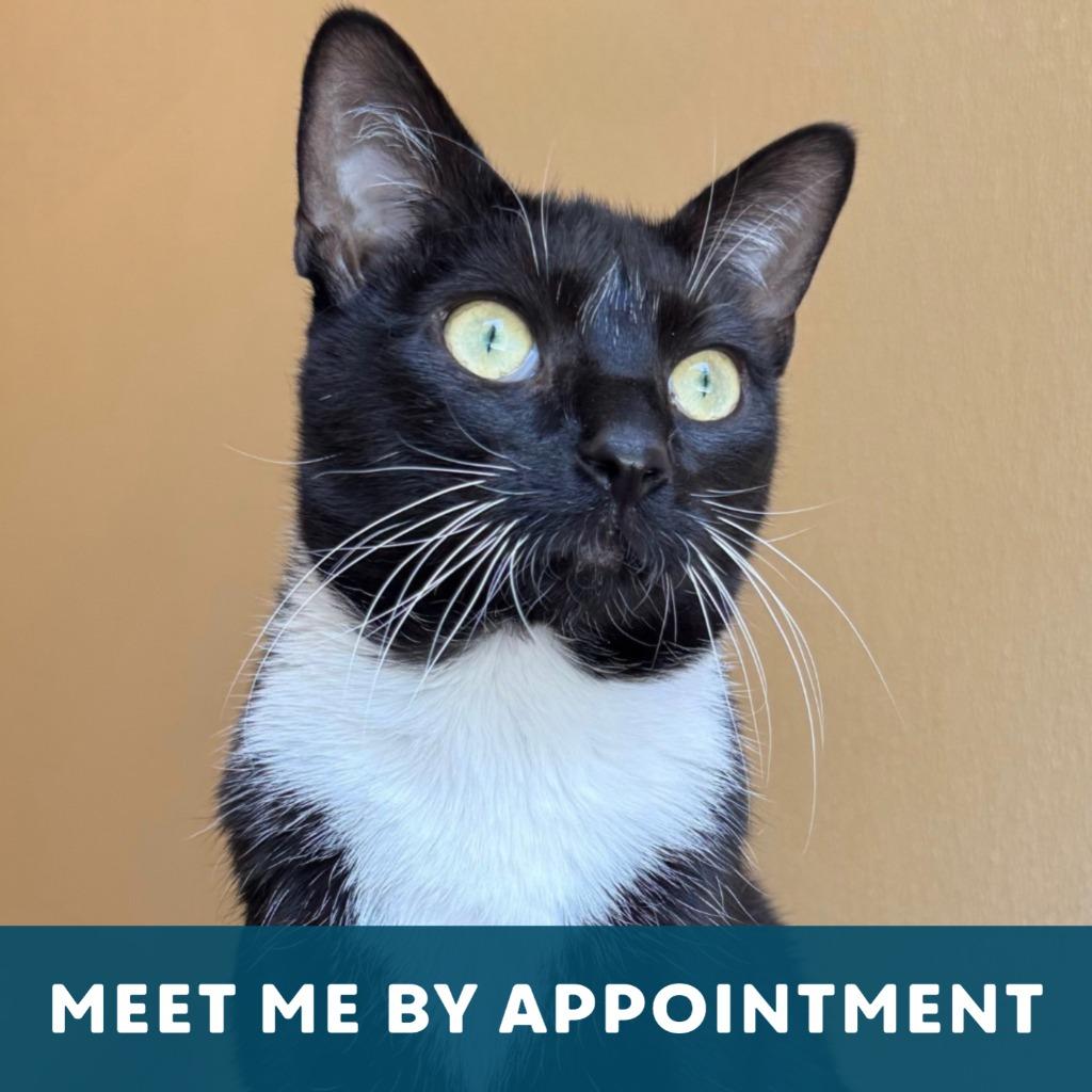 Lani, a Adoptable Domestic Short Hair image 1/6