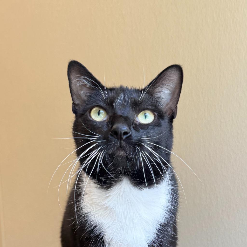 Enlarge Lani, a Adoptable Domestic Short Hair in State College, PA image 2/6