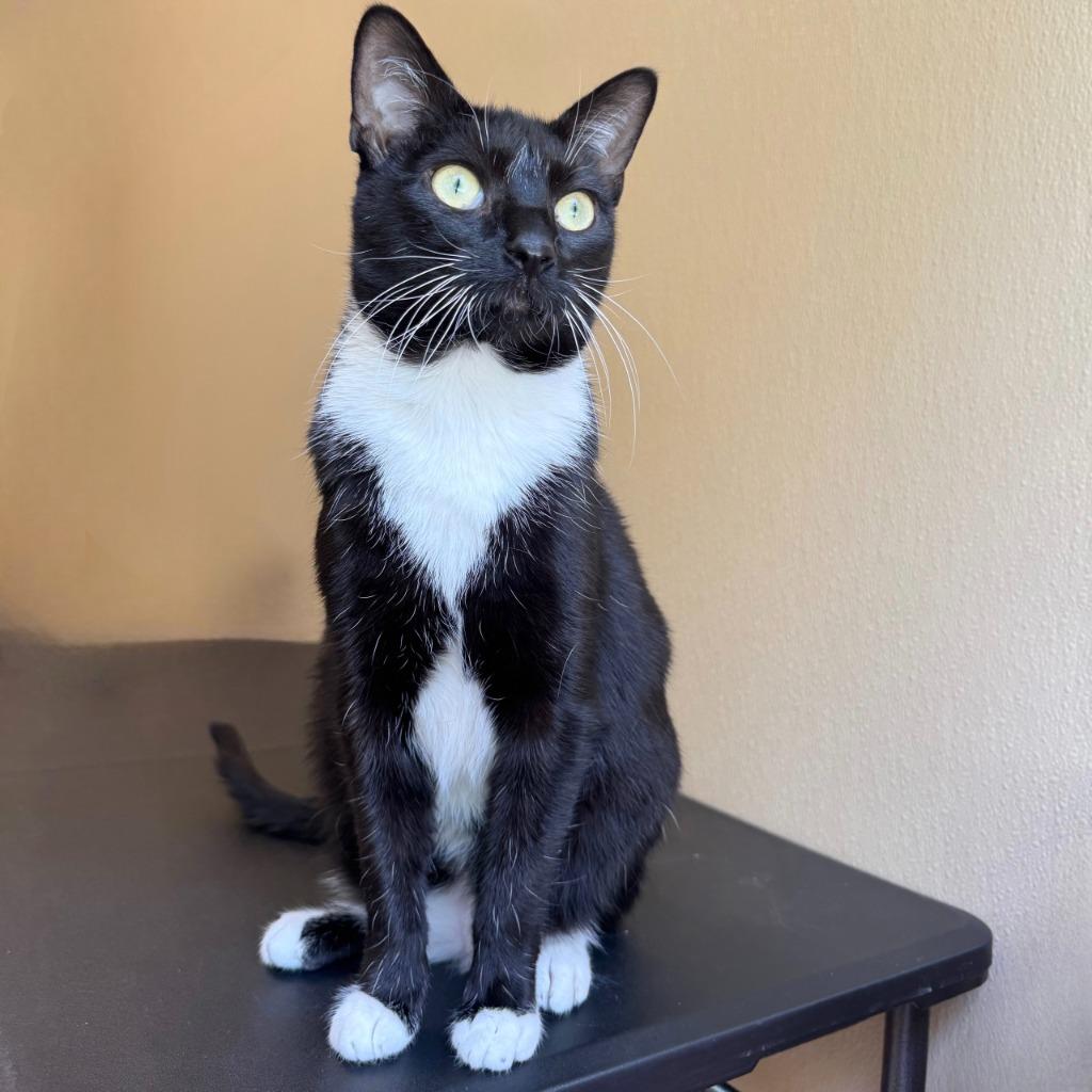 Enlarge Lani, a Adoptable Domestic Short Hair in State College, PA image 3/6