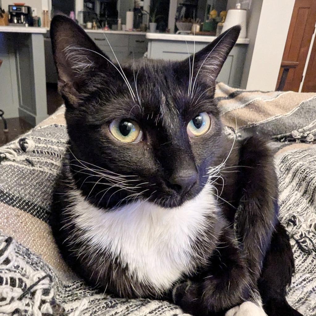 Lani, a Adoptable Domestic Short Hair image 6/6