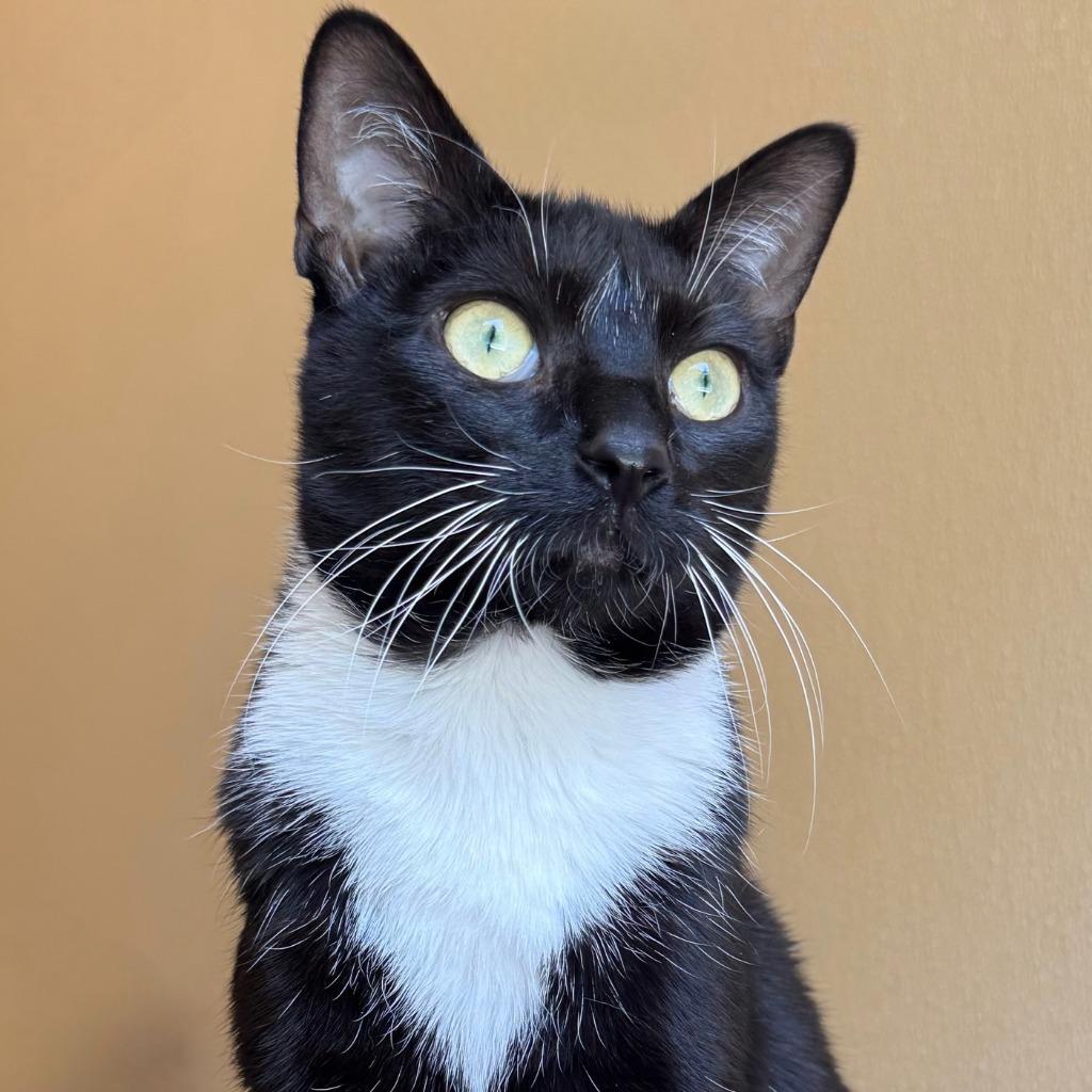 Enlarge Lani, a Adoptable Domestic Short Hair in State College, PA image 6/6